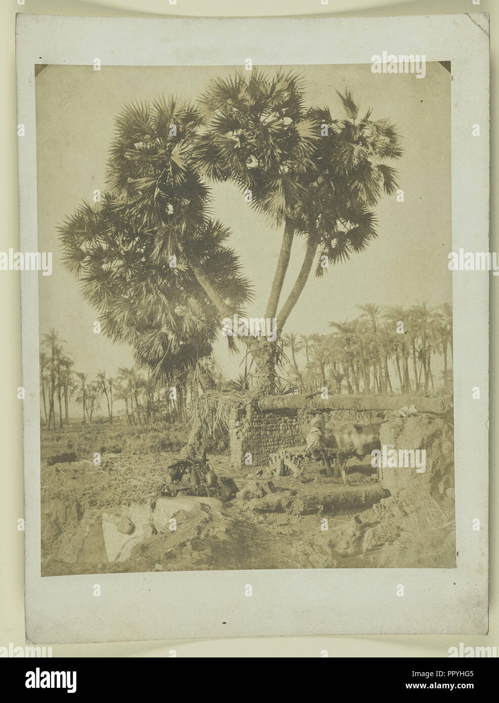 Palmier de ruines ; croissance ; égyptienne vers 1855 ; impression sur papier salé ; 24,8 x 20,4 cm, 3,4 x 1,16 8 9 en Banque D'Images