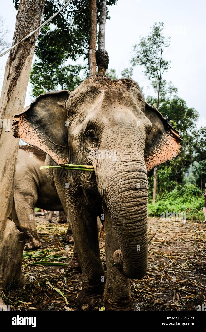 La canne à sucre de l'alimentation de l'éléphant dans une jungle Sanctuary éthiques Banque D'Images