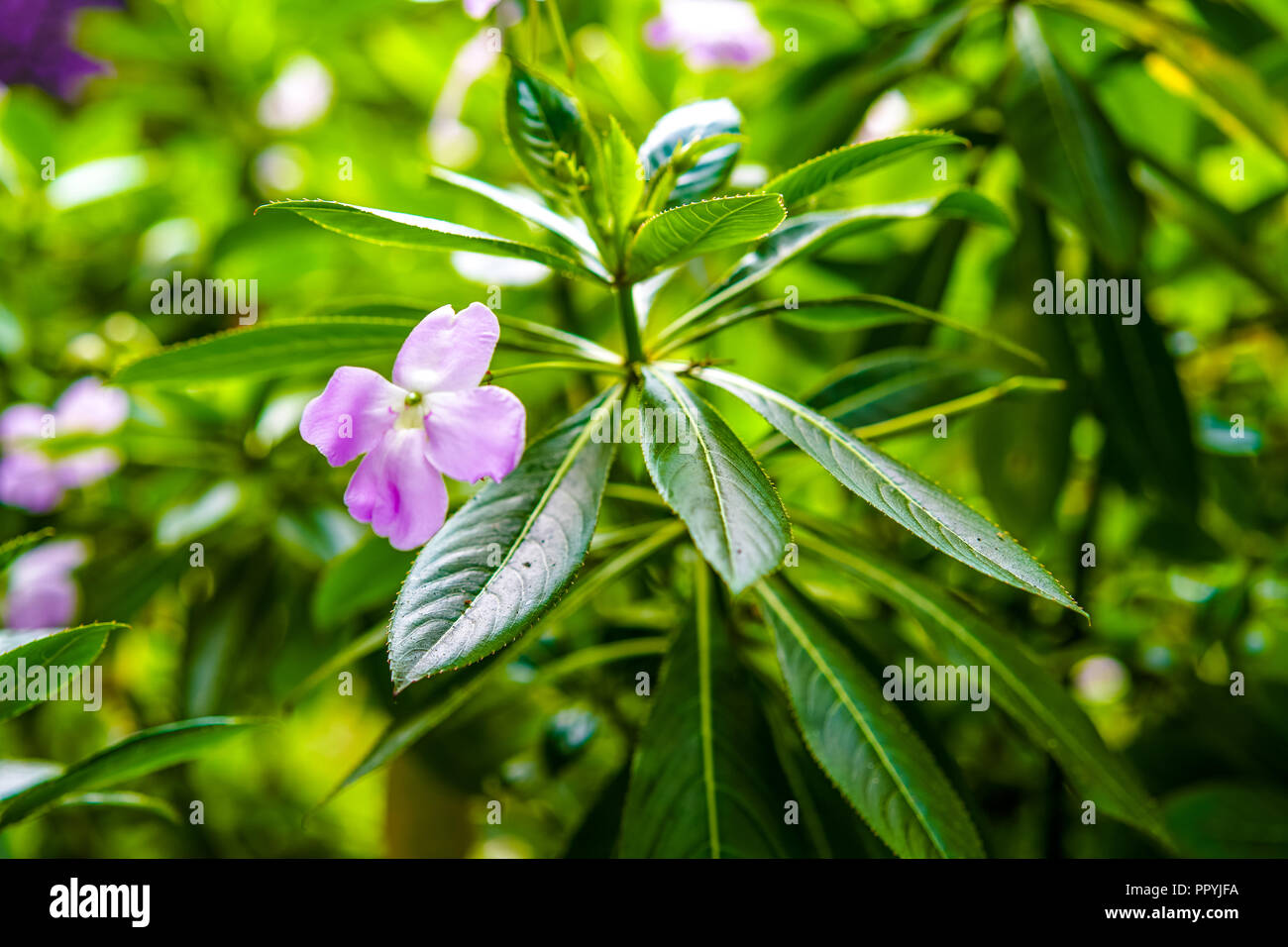 Les arbustes à fleurs en fleurs violettes dans les parcs de la Californie, USA Banque D'Images