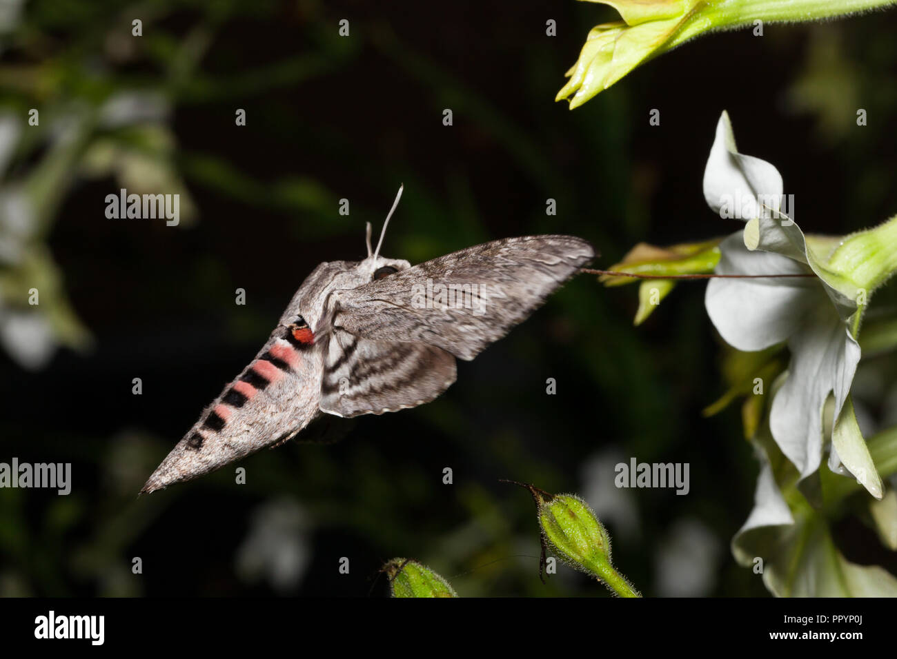 Convolvulus hawk-moth se nourrissant de Jasmine tobacco Banque D'Images