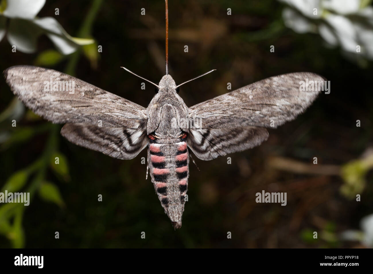 Convolvulus hawk-moth se nourrissant de Jasmine tobacco Banque D'Images