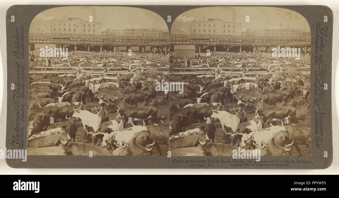 Le bétail dans la grande Union Stock Yards, le plus grand de Live Stock Markets, Chicago, Illinois USA ; Underwood & Underwood American Banque D'Images