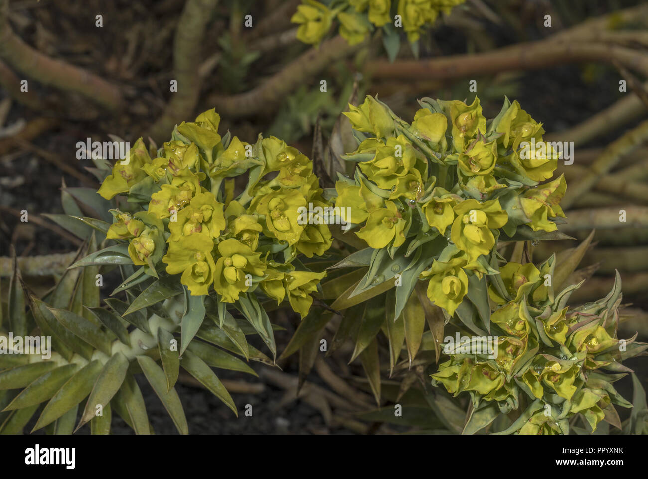 La mer Noire, de l'Euphorbe ésule Euphorbia pontica, en fleurs, de la côte de la mer Noire de la Turquie. Banque D'Images