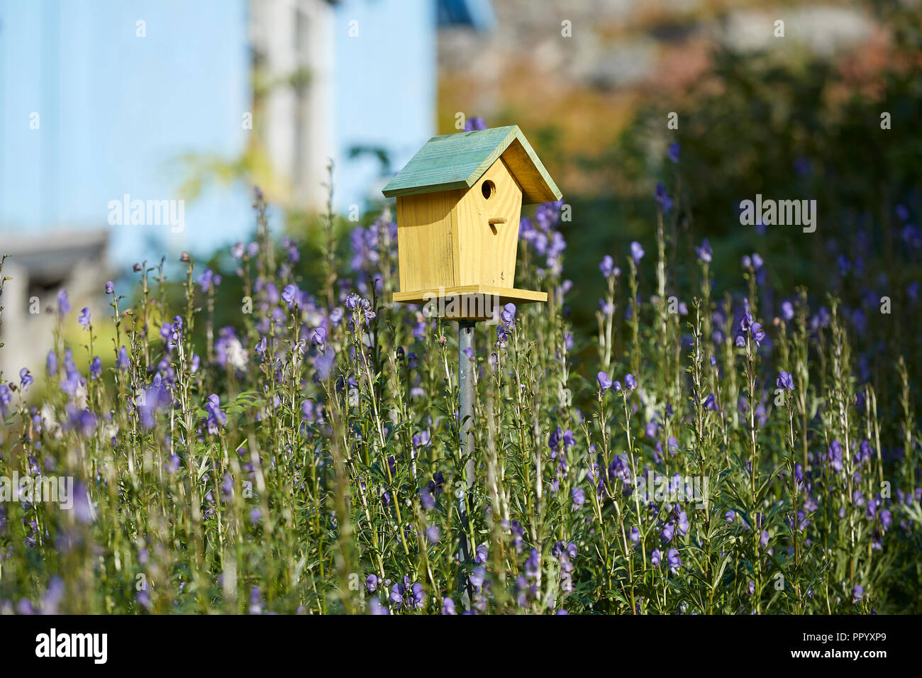 Une cabane ensoleillée, entourée de fleurs sauvages dans le jardin d'une maison norvégienne à Havøysund (Harvoysund), comté de Finnmark, Norvège. Banque D'Images