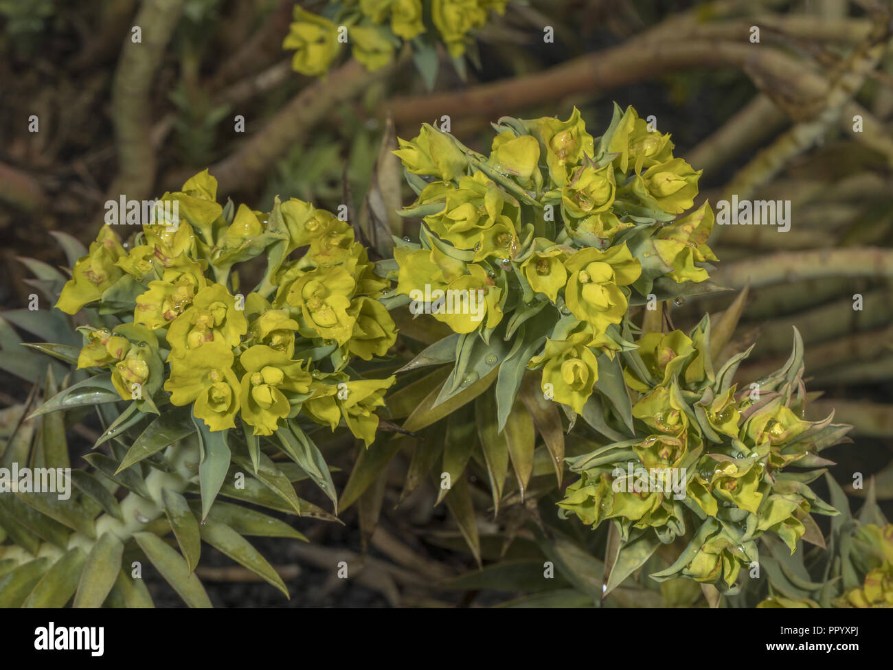 La mer Noire, de l'Euphorbe ésule Euphorbia pontica, en fleurs, de la côte de la mer Noire de la Turquie. Banque D'Images