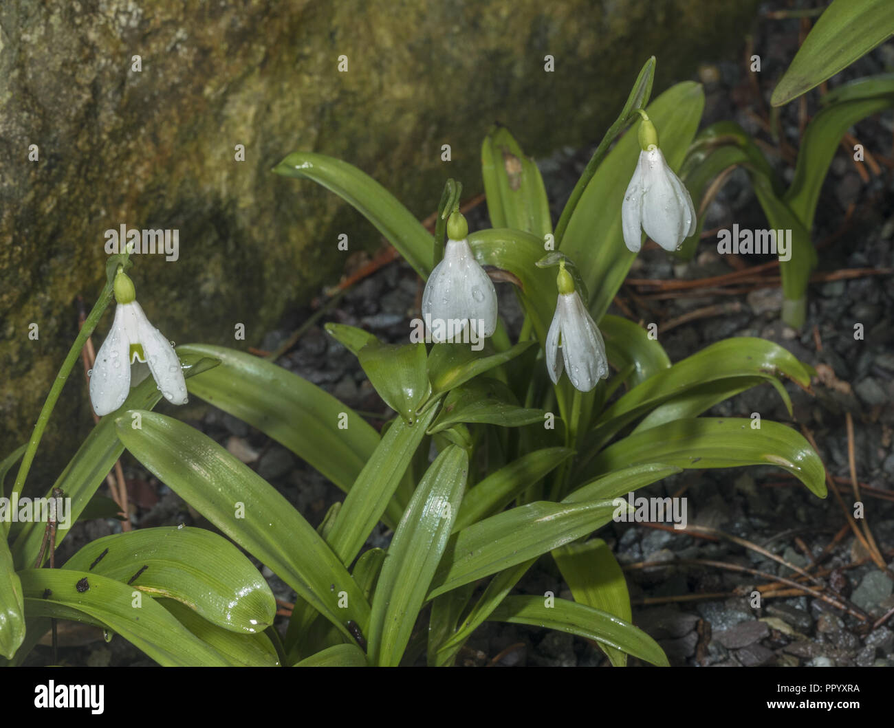 Snowdrop vert ou du Woronow snowdrop Galanthus woronowii,, du Caucase. De plus en culture. Banque D'Images