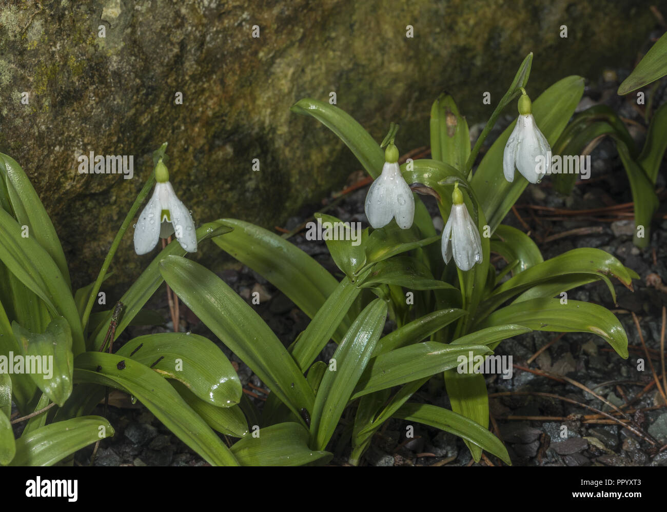 Snowdrop vert ou du Woronow snowdrop Galanthus woronowii,, du Caucase. De plus en culture. Banque D'Images