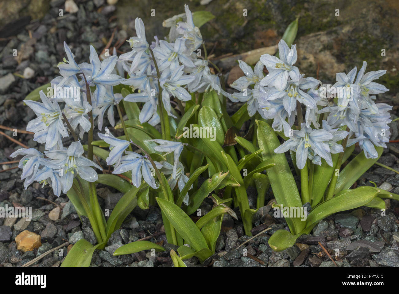 Scilla mischtschenkoana - printemps-floraison des plantes à bulbe à partir de la région du Caucase. Banque D'Images