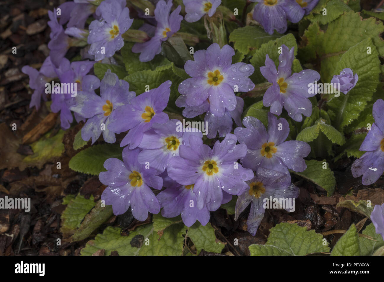Une primevère, Primula heterochroma, ou Primula vulgaris ssp. heterochroma de est de la Turquie et l'Iran. Banque D'Images