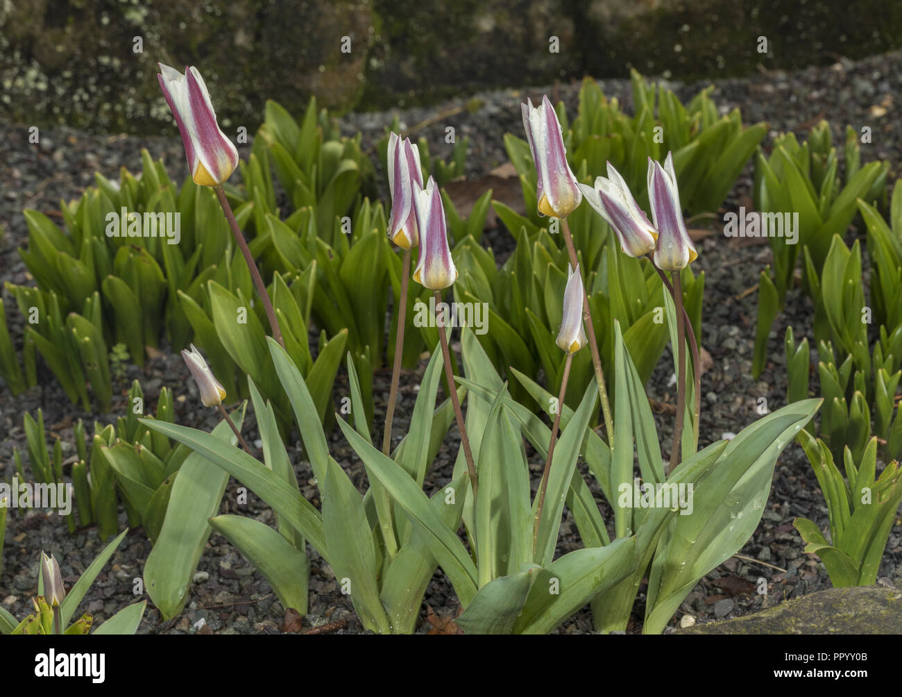 Tulipe, Tulipa kaufmanniana nénuphar, en bouton, en culture. Banque D'Images