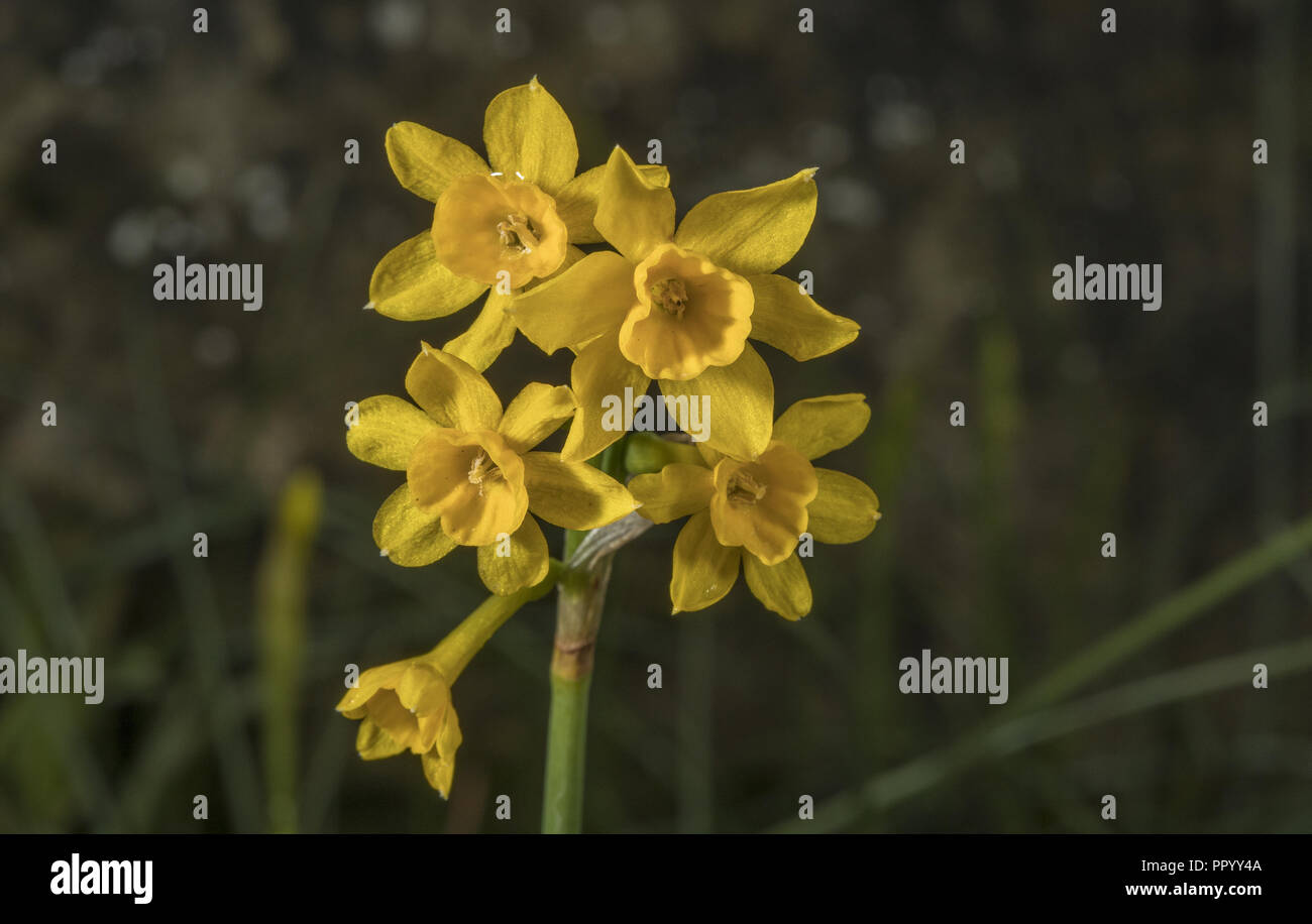 Un nain, Narcisse narcisse sauvage flavus, (Narcissus) blanchardii d'Iberia  Photo Stock - Alamy