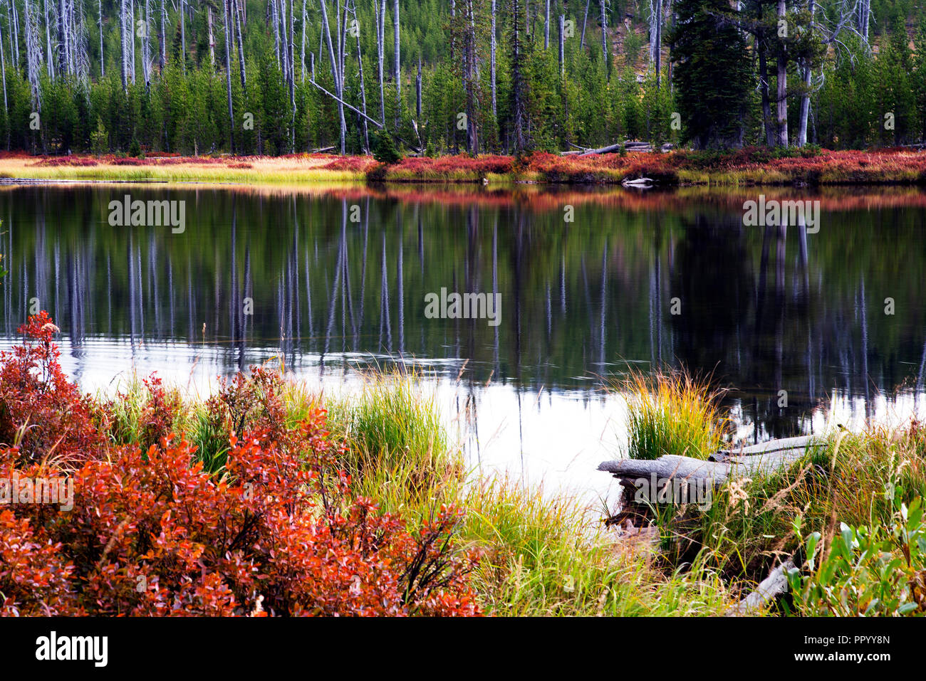 Scène d'automne le long de la Lewis River in Yellowstone National Park Banque D'Images