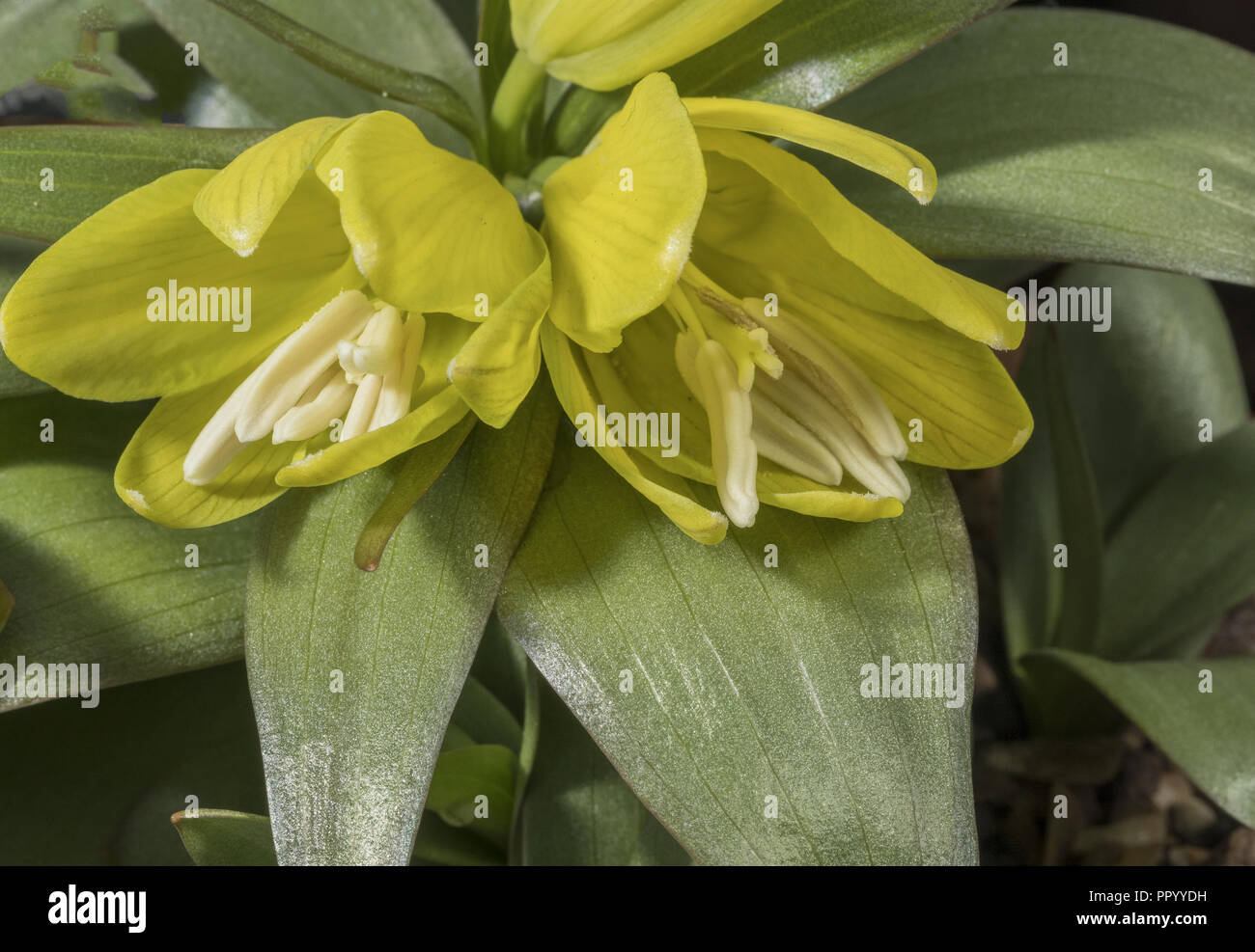 Fritillary Chitral, Fritillaria chitralensis, de l'ouest de l'Himalaya. Banque D'Images