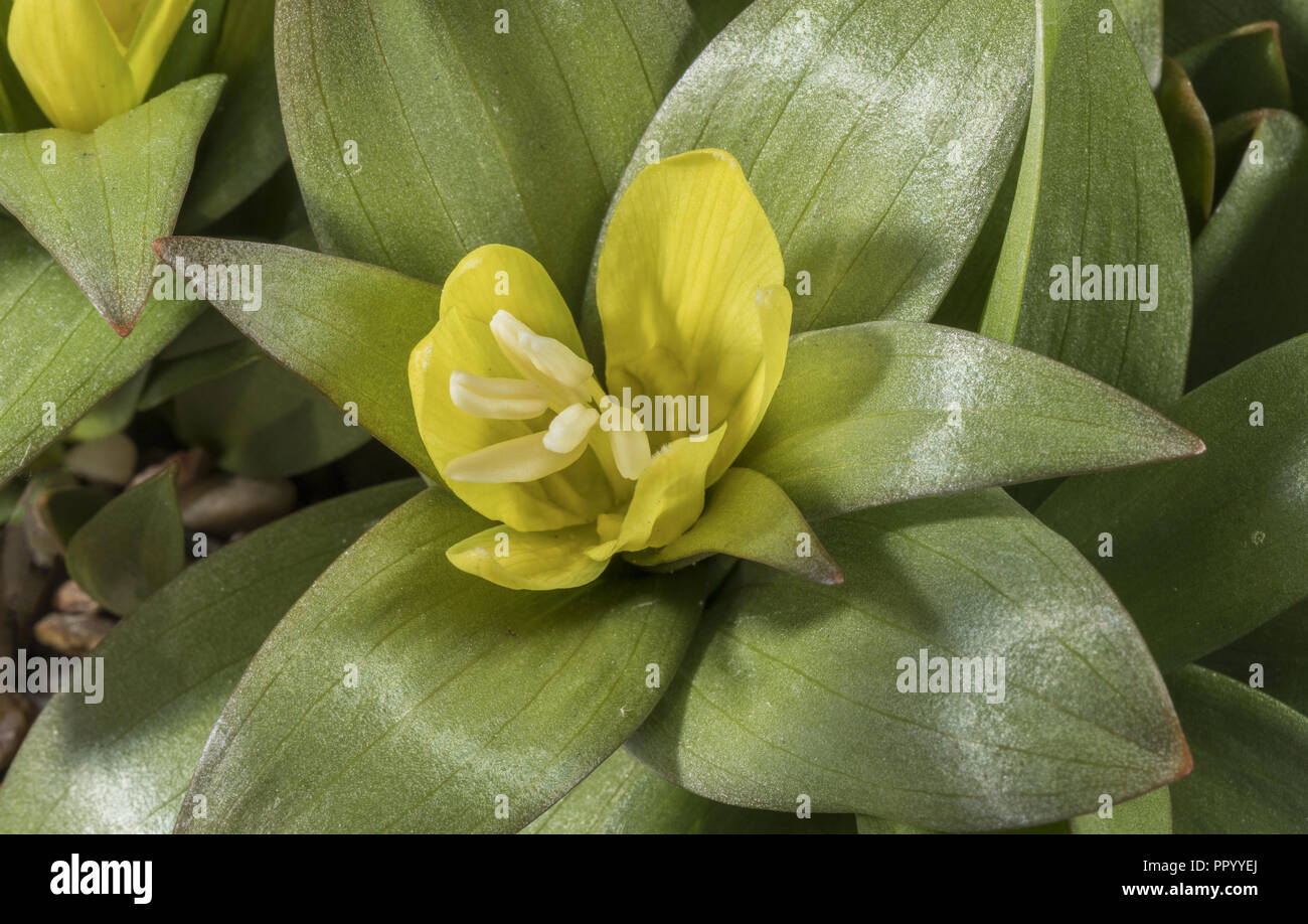 Fritillary Chitral, Fritillaria chitralensis, de l'ouest de l'Himalaya. Banque D'Images
