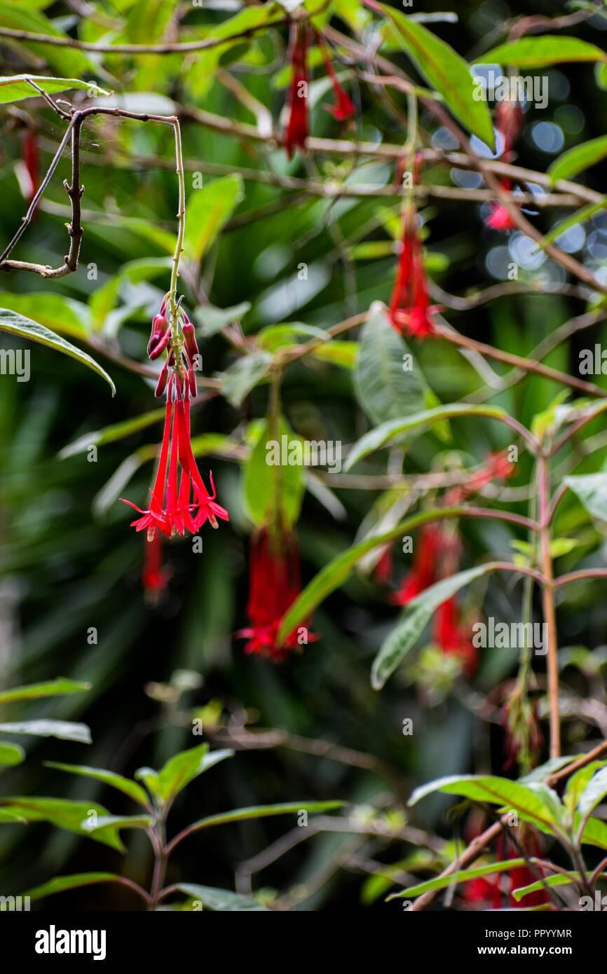 Red fleurs suspendues dans le parc Banque D'Images