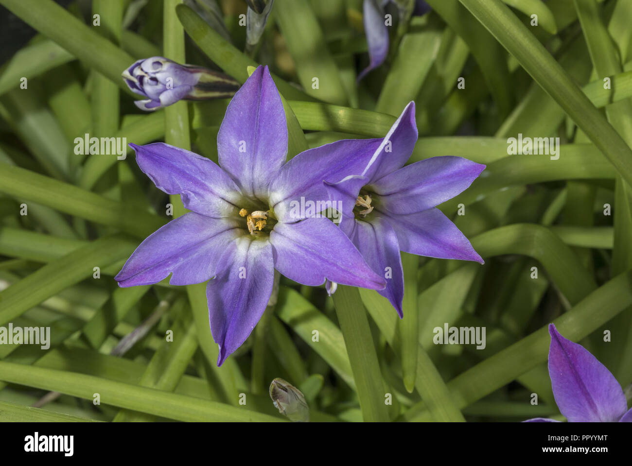 Springstar ou au printemps, la trientale boréale, Tristagma uniflorum en fleur. Plante de jardin. Banque D'Images