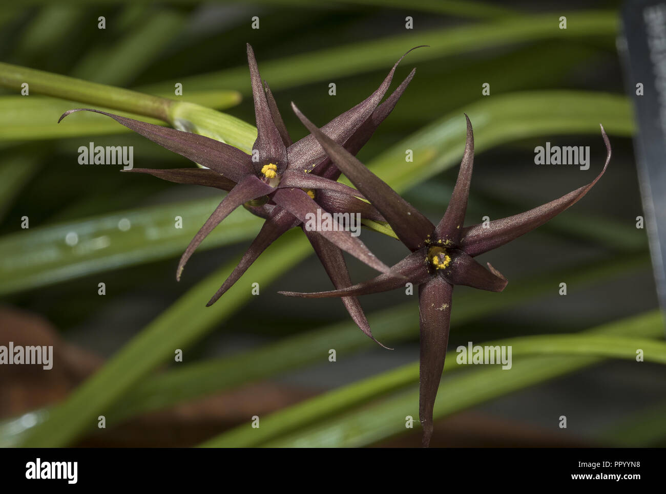 Un rare endémique du Chili, Gethyum atropurpureum en fleur. Banque D'Images