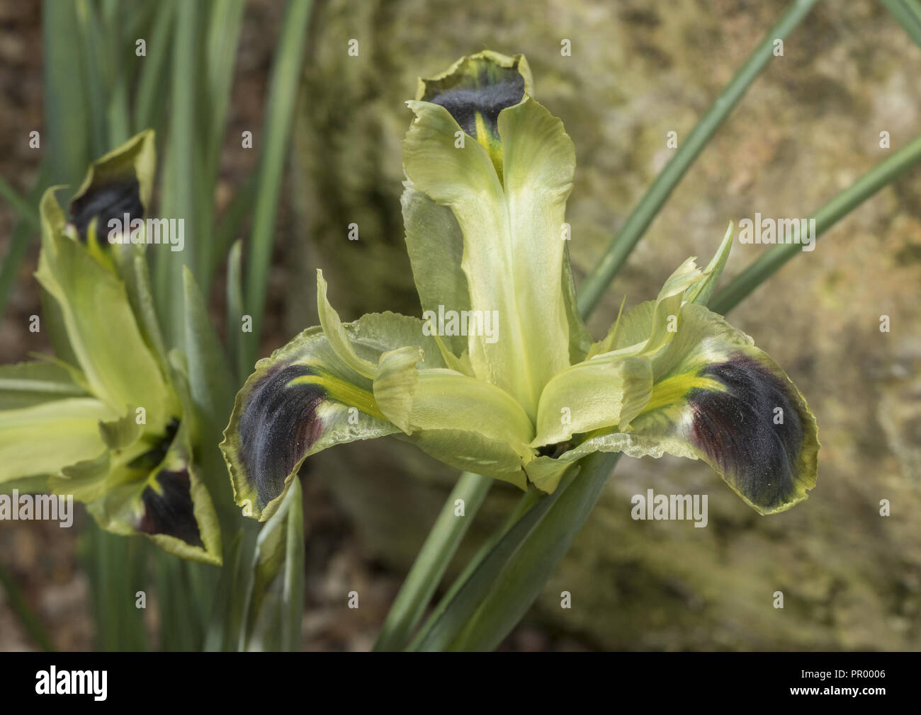 Tête de serpent ou de l'iris iris Iris tuberosa, veuve, en fleurs au début du printemps. Banque D'Images