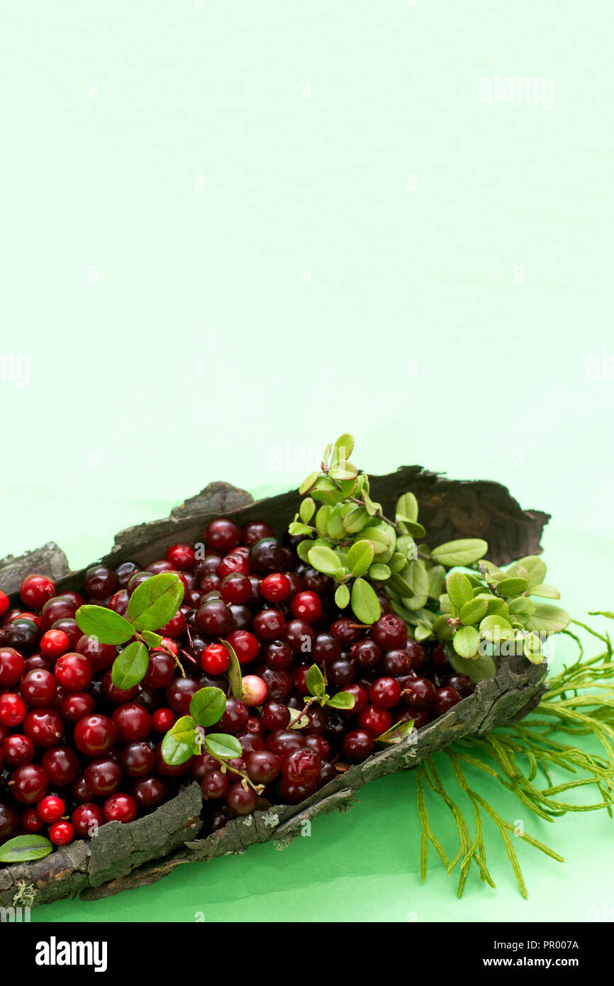 Berry rouge vif des canneberges fraîches juteux naturel forêt arbre écorce utiles fond vert Banque D'Images