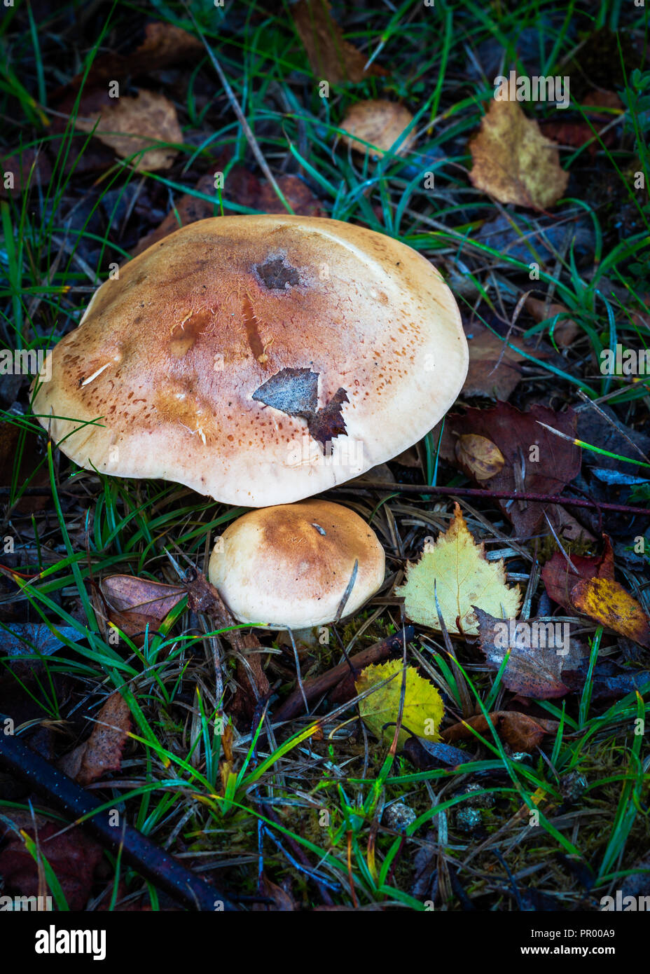 Champignons des bois Banque D'Images