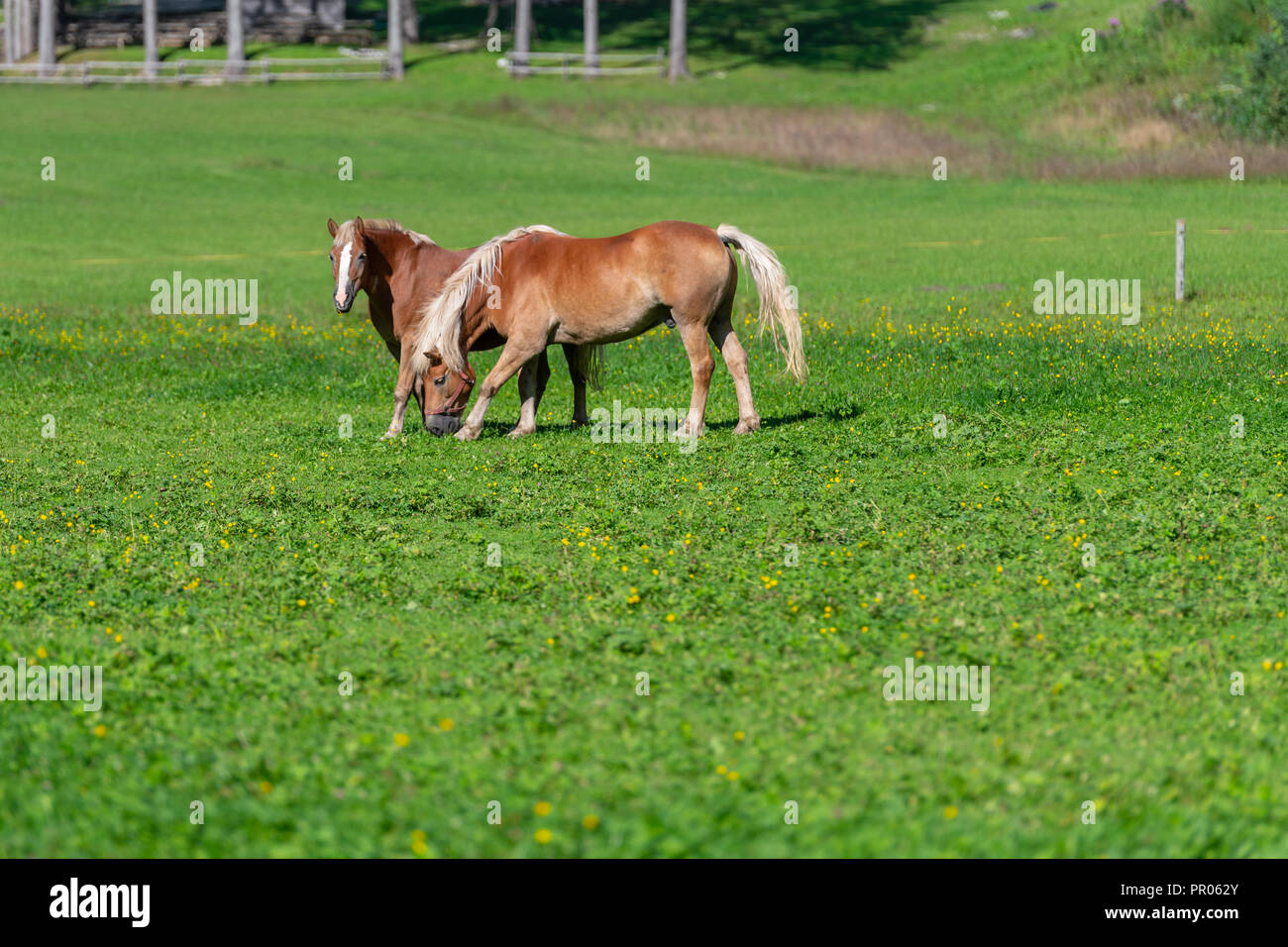 Deux chevaux bruns grasing on meadow Banque D'Images