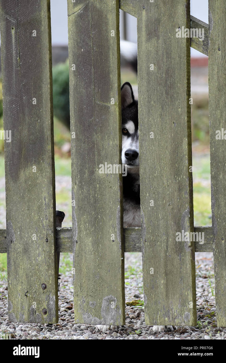 Chien Husky veut courir loin Banque D'Images