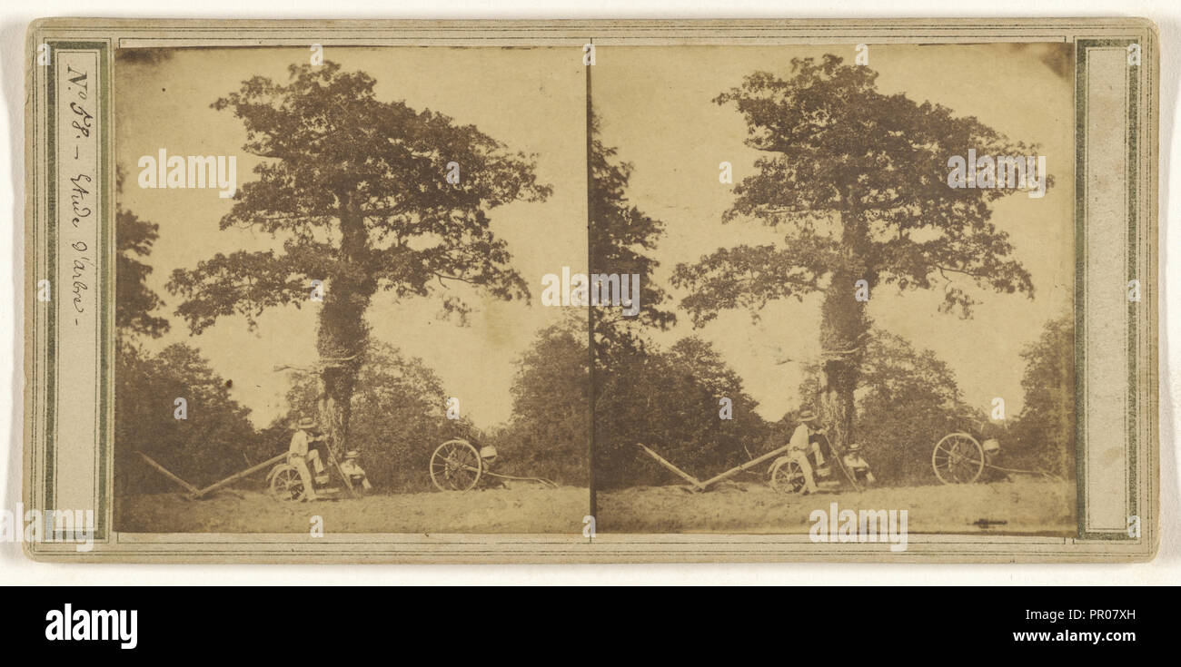 Etude d'arbre ; Français ; vers 1860 ; à l'albumine argentique Banque D'Images