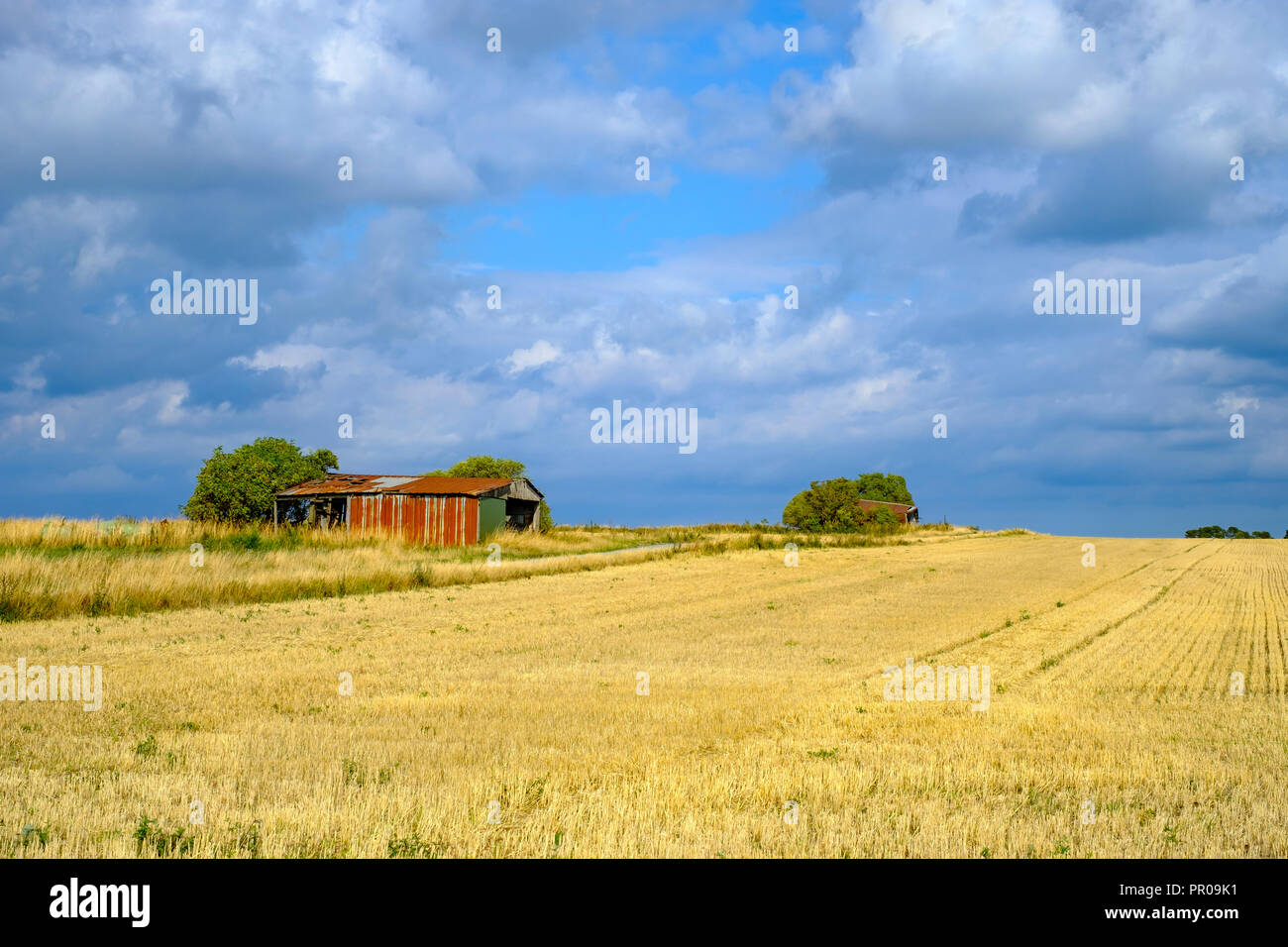 Paysage rural avec des champs et des hangars à Nyord sur île Nyord, Danemark, Scandinavie, l'Europe. Banque D'Images
