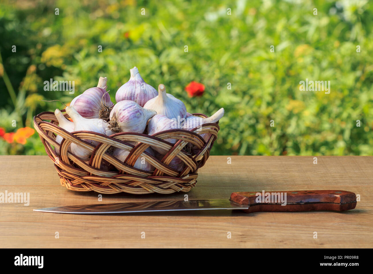 L'ail mûr dans un panier en osier et couteau en acier inoxydable sur planche de bois naturel avec fond vert. Seulement les légumes récoltés. Banque D'Images