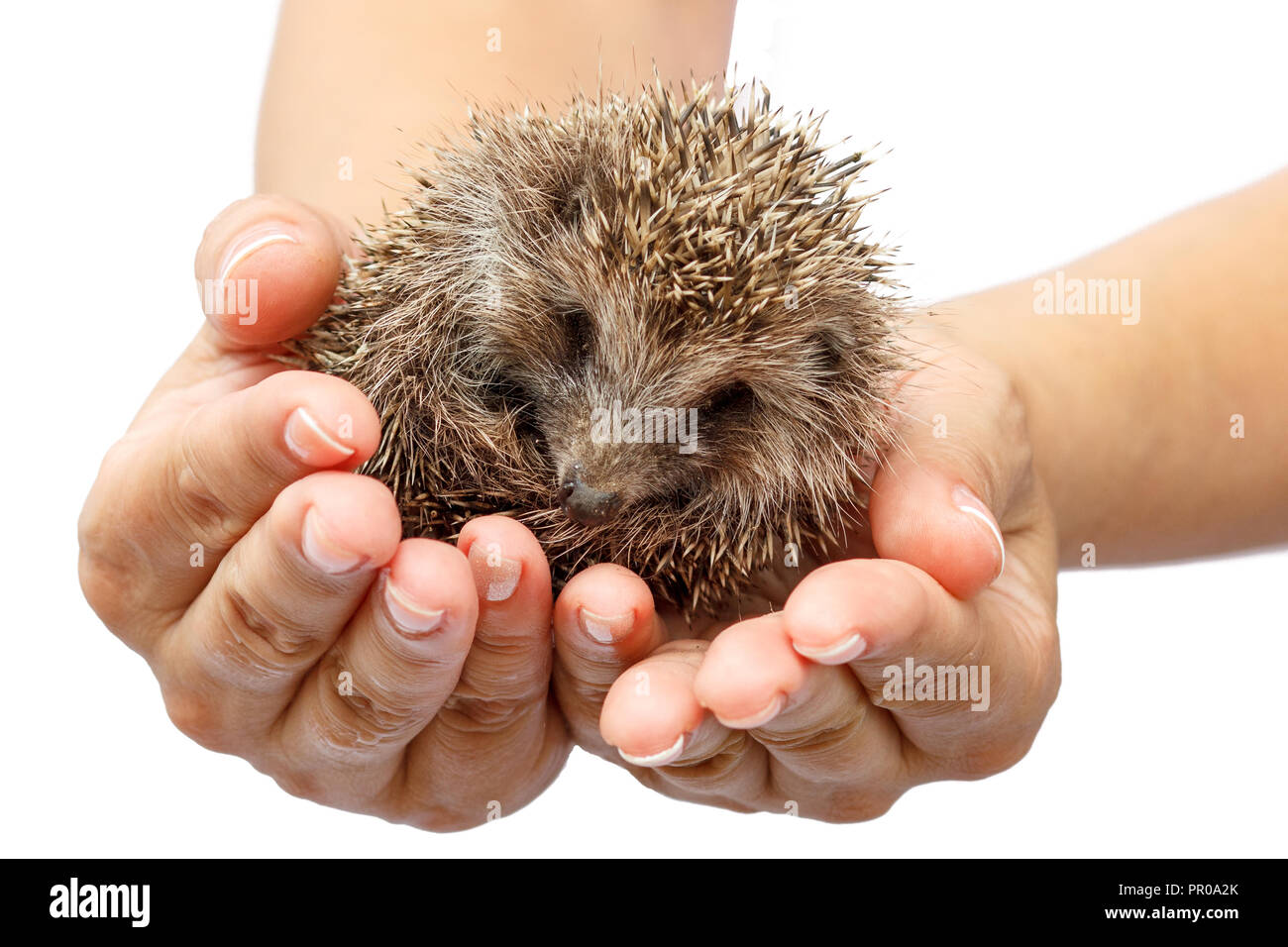 Les jeunes hedgehog dans des mains humaines. Petit animal a besoin de protection. La protection de l'environnement. Profondeur de champ. Fond isolé blanc Banque D'Images