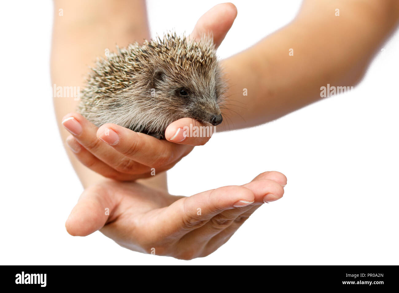 Les jeunes hedgehog dans des mains humaines. Petit animal a besoin de protection. La protection de l'environnement. Profondeur de champ. Fond isolé blanc Banque D'Images