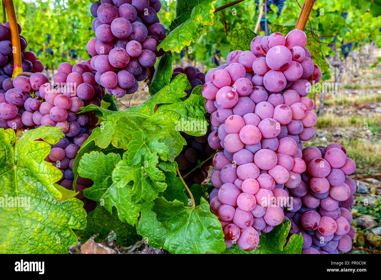 Un bouquet de raisins sur une vigne, vignoble de Santa Clara, Troja, Prague, République tchèque, Europe raisins violets se sont levés Banque D'Images