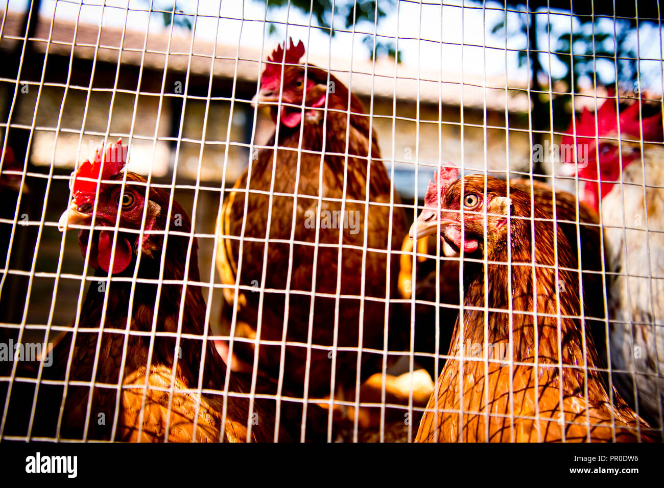 trois poulets bruns regardant dans la même direction maintenus captifs derrière le coop de maille de fils, Banque D'Images