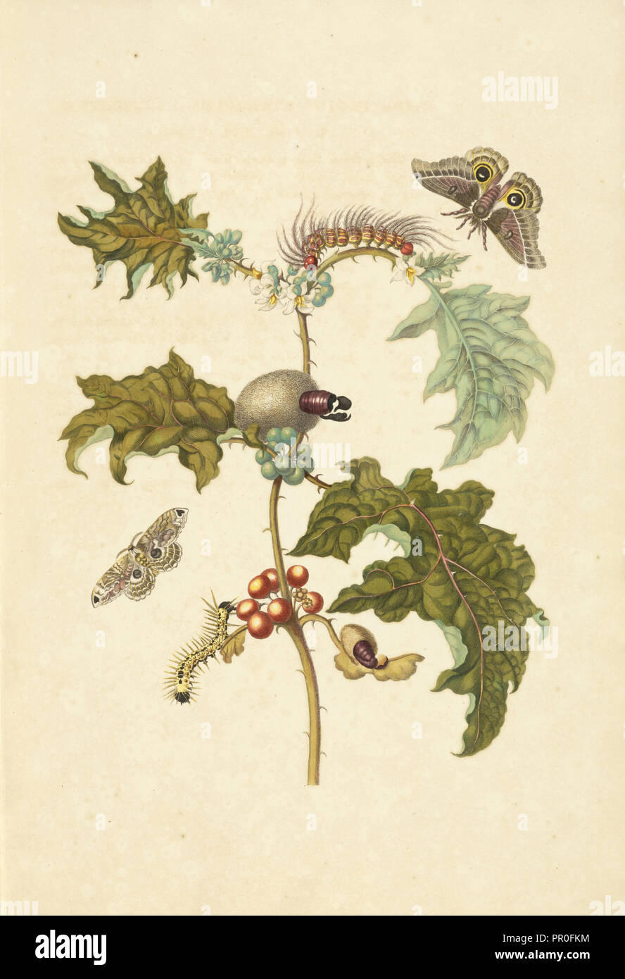 Thistle-comme plante, Solanum, stramoniifolium avec d'amphibien de la LIBE, espèces Molippa nibasa spongieuse, et larve non identifiés Banque D'Images