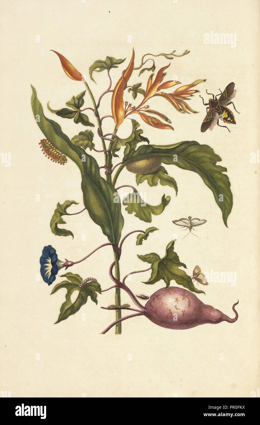 Heliconia psittacorum Parrot, fleurs et feuilles de patate douce, pomme de terre, Ipomoea batatus, avec les états de la mesquite bug Banque D'Images