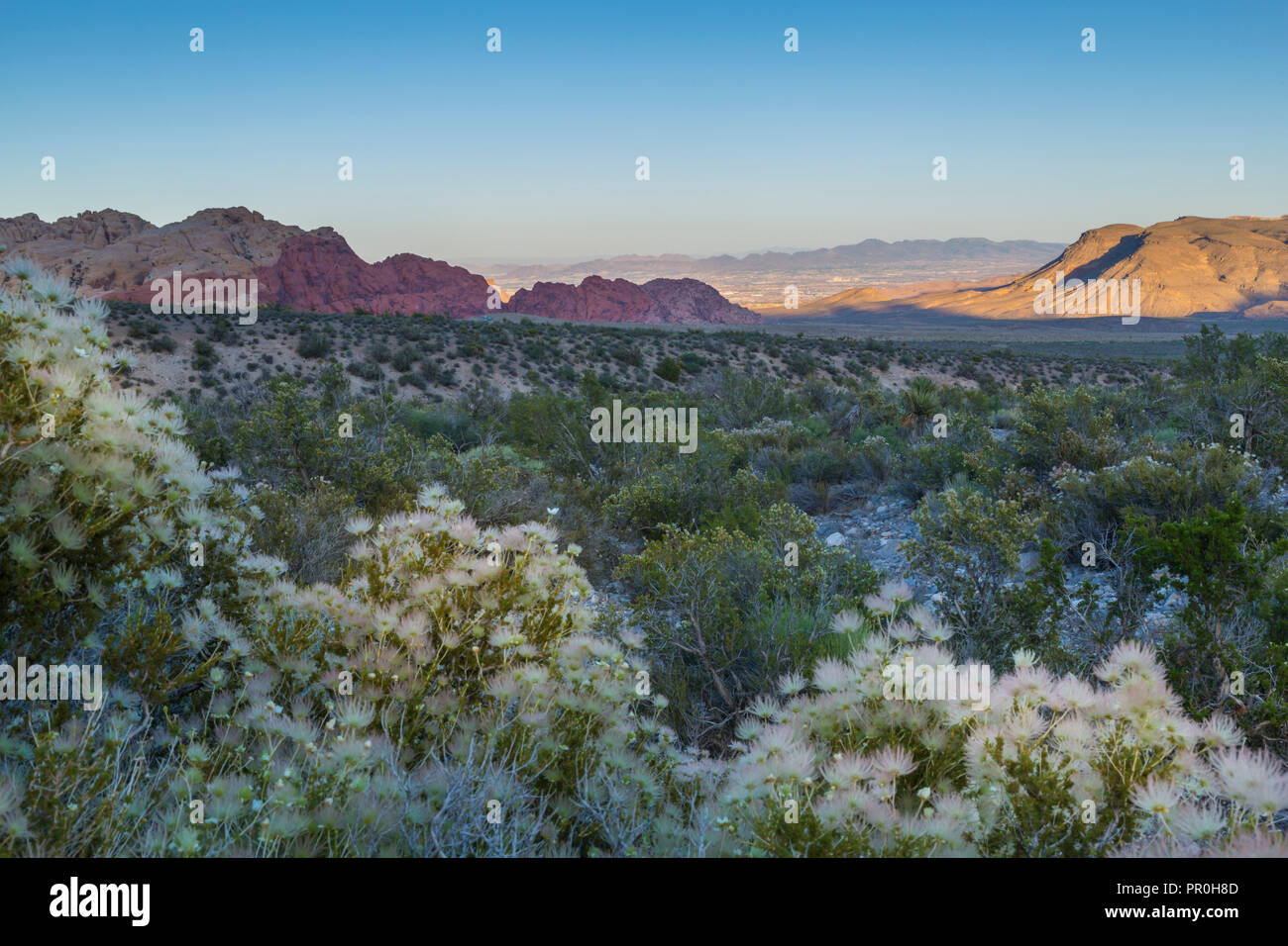 Voir des formations rocheuses et de flore dans le Red Rock Canyon National Recreation Area, Las Vegas, Nevada, États-Unis d'Amérique, Amérique du Nord Banque D'Images