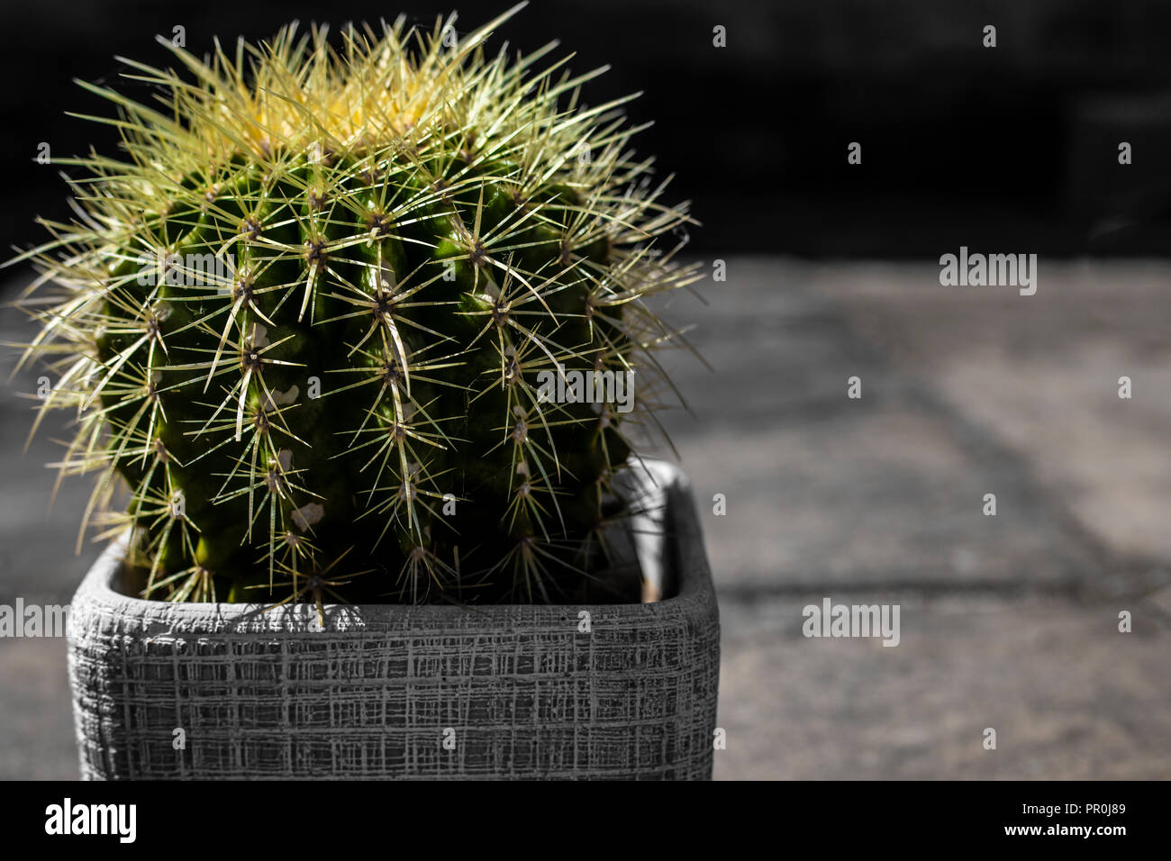 Gros plan d'un cactus épineux plante dans un pot avec un fond musical. Banque D'Images