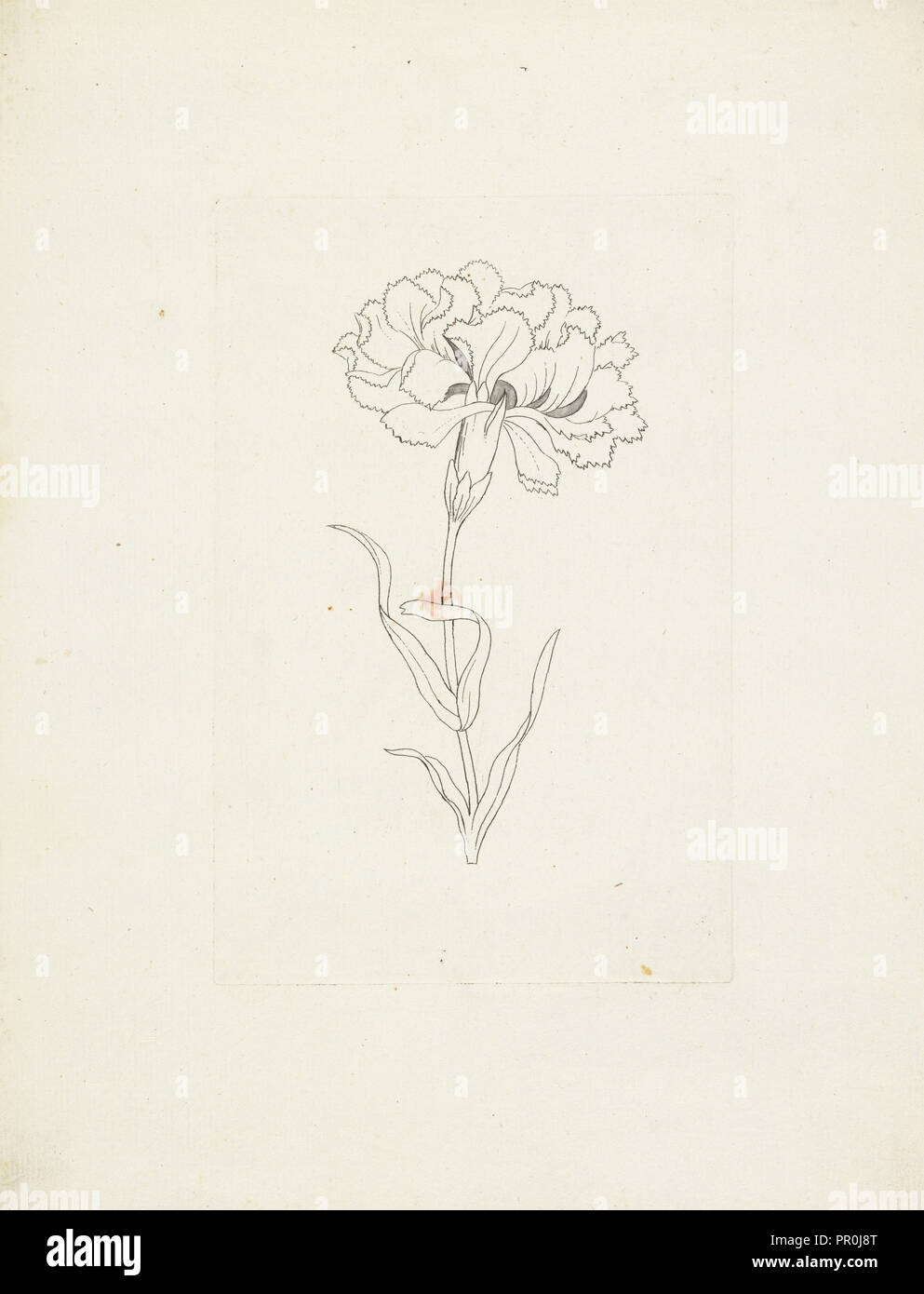 Fleur, gravure, 18e siècle Banque D'Images