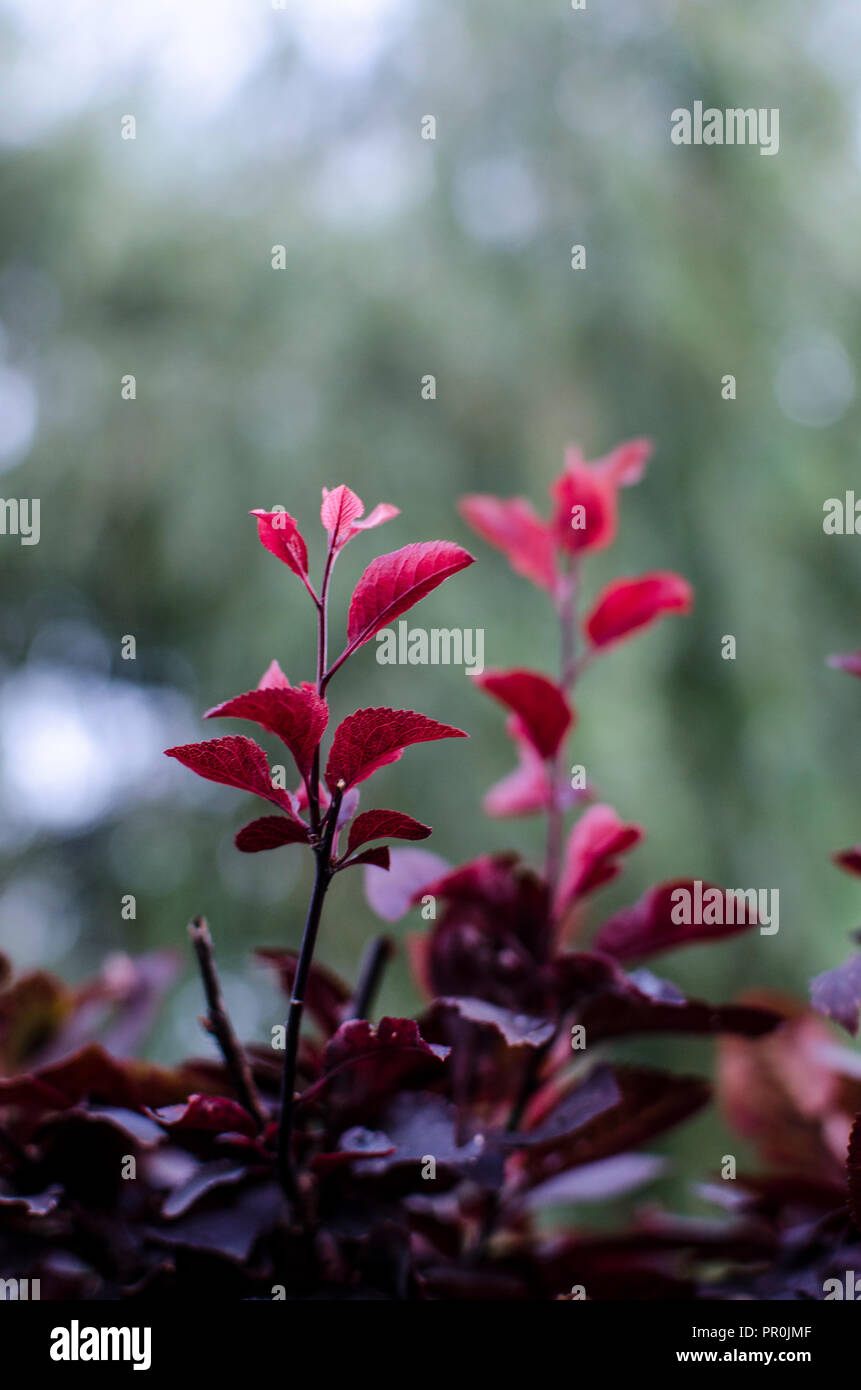 Plante macro image, automne Banque D'Images