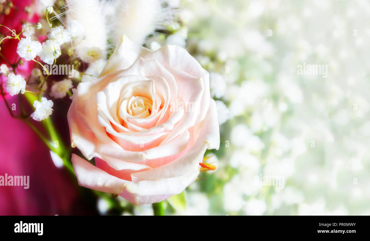 Rose blanche rose gros plan sur un arrière-plan flou de fleurs blanches copie espace pour le texte. Pour les félicitations de mariage ou de Banque D'Images