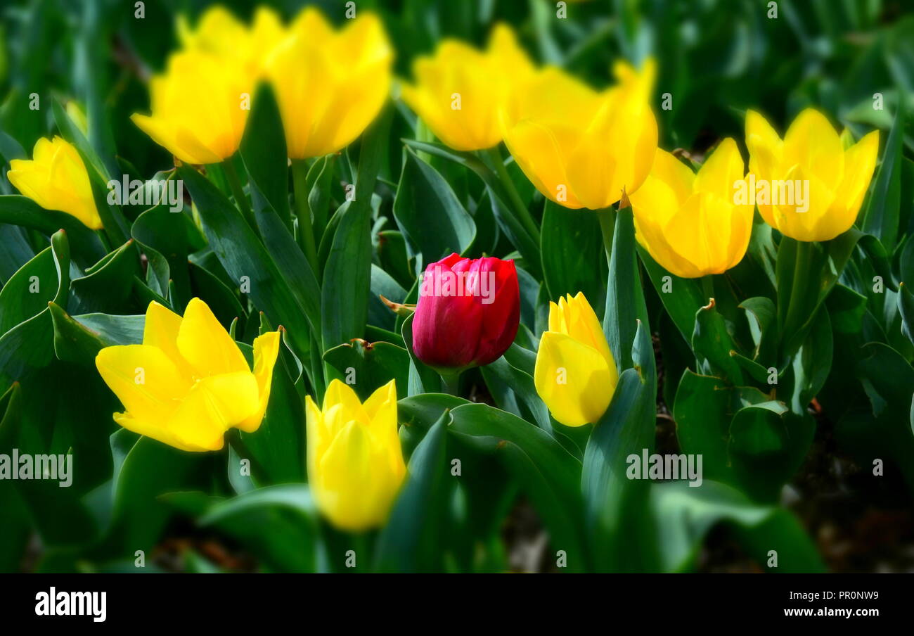 Une tulipe rouge solitaire, dans un champ entre les tulipes jaunes. Tulipes  rouges sur fond de tulipes jaunes. Tulipe rouge unique qui a été  accidentellement planté entre Photo Stock - Alamy