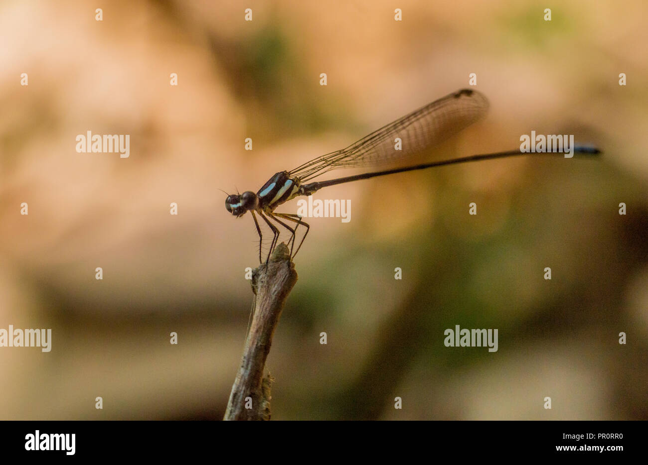 Libellule est une sorte de libellule qui a de petits corps et queue longue et fine.Ils vivent autour de l'eau. Banque D'Images