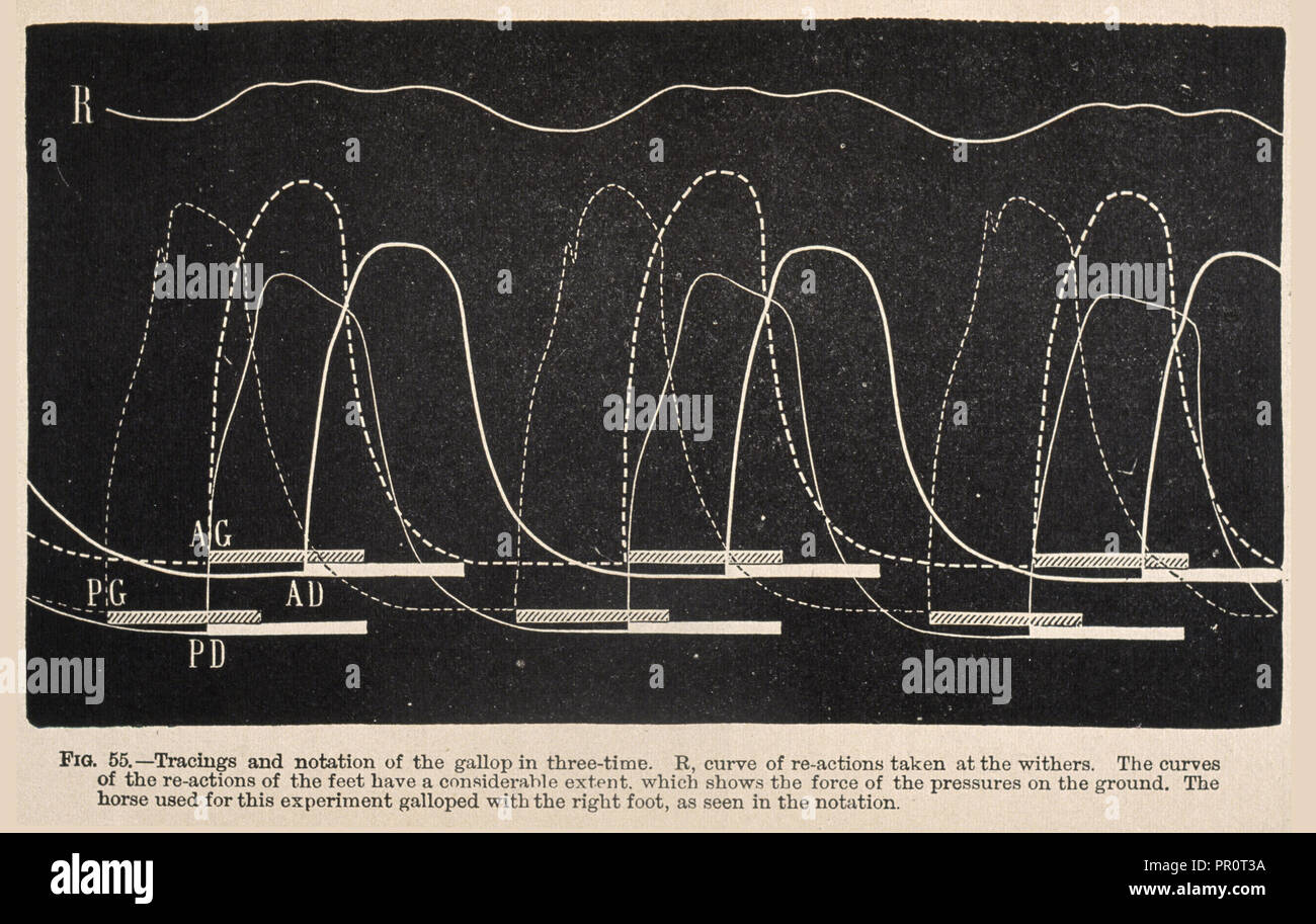 Tracés et notation de la Galop dans trois-temps ... Mécanisme animal : un traité sur la locomotion terrestre et aërial, Marey Banque D'Images