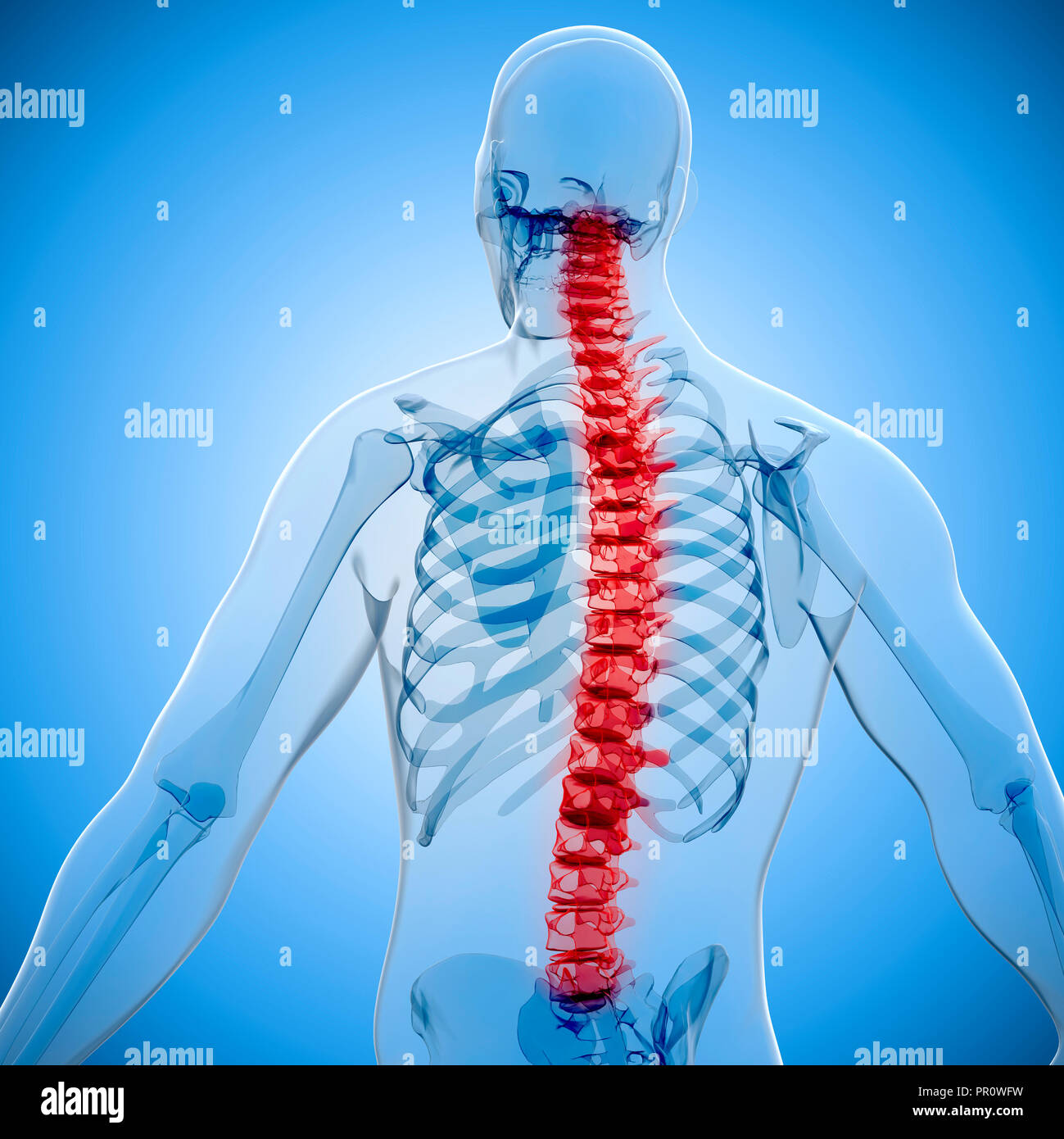 De Rendu 3d Et Le Squelette Du Corps Humain X Ray Photo Stock Alamy