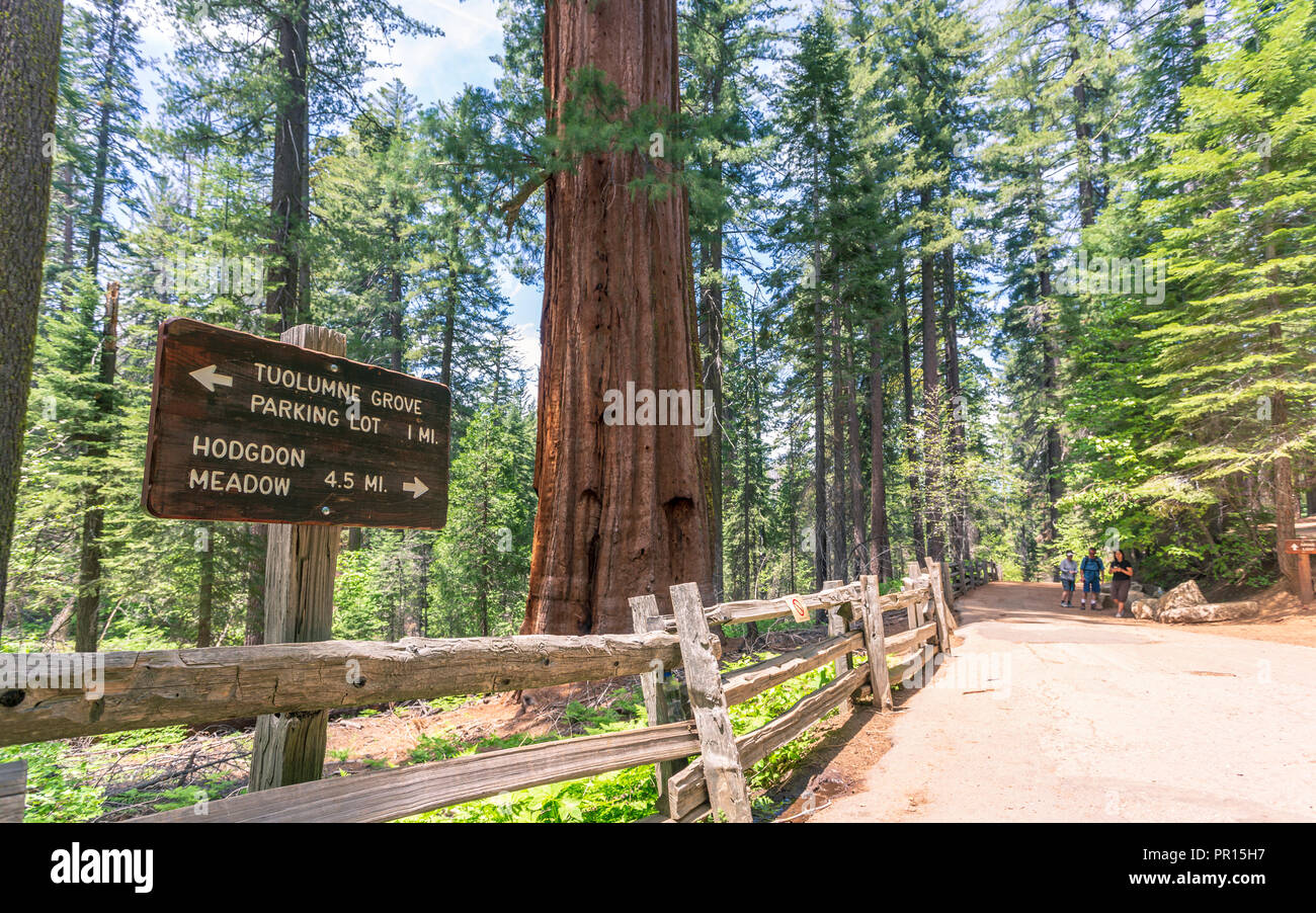 Séquoias Géants, Yosemite Valley, site du patrimoine mondial de l'UNESCO, en Californie, États-Unis d'Amérique, Amérique du Nord Banque D'Images