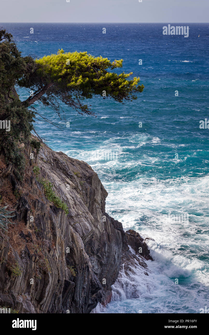 Arbre généalogique tenace sur une falaise surplombant les eaux bleues de la mer Méditerranée dans les Cinque Terre, ligurie, italie Banque D'Images
