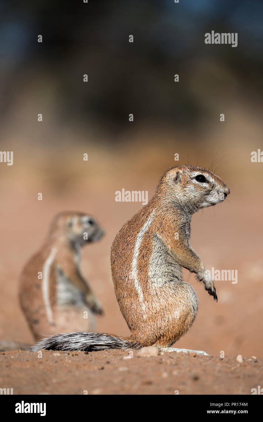 Les écureuils terrestres (Ha83 inauris), Kgalagadi Transfrontier Park, Northern Cape, Afrique du Sud, l'Afrique Banque D'Images