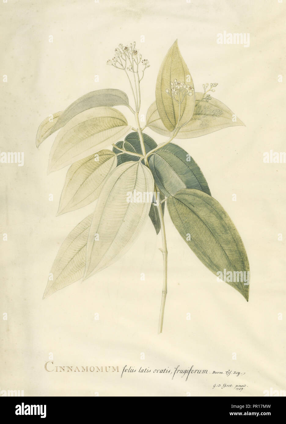 Cinnamomum ; Georg Dionysius Ehret, Allemand, 1708 - 1770, Allemagne ; 1759 ; Gouache et mine de plomb sur vélin, 47,3 x 33,7 cm Banque D'Images
