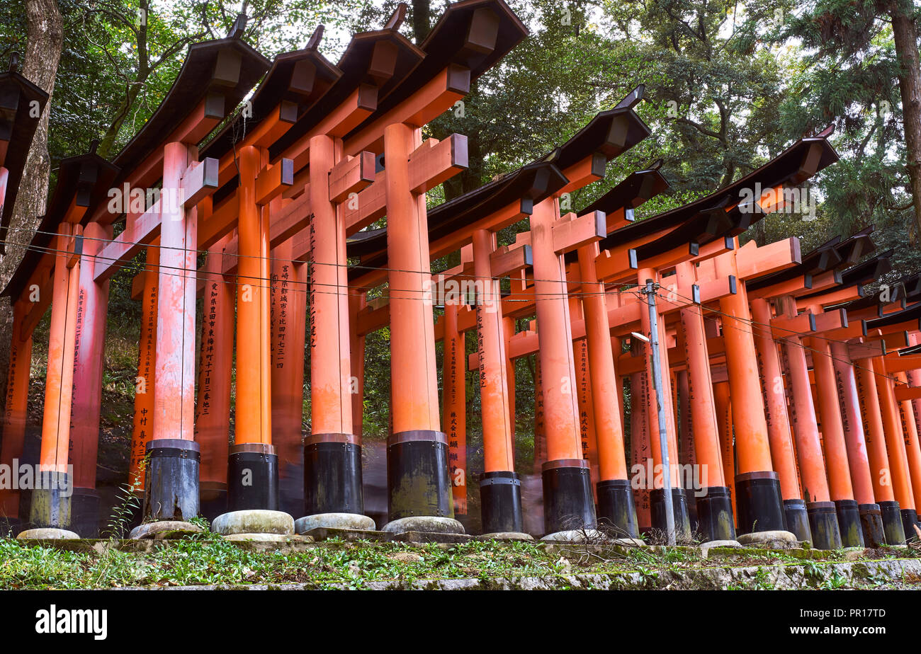 En bois rouge Torii Gates au Sanctuaire Fushimi Inari, Kyoto, Japon, Asie Banque D'Images