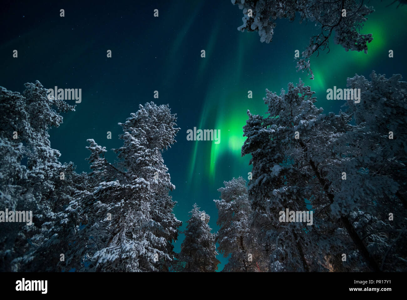 Aurore boréale), Parc National Pallas-Yllastunturi, Laponie, Finlande, Europe Banque D'Images